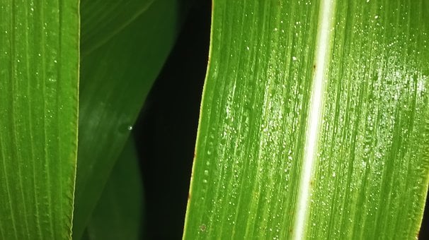 Free Green Leaf photo and picture