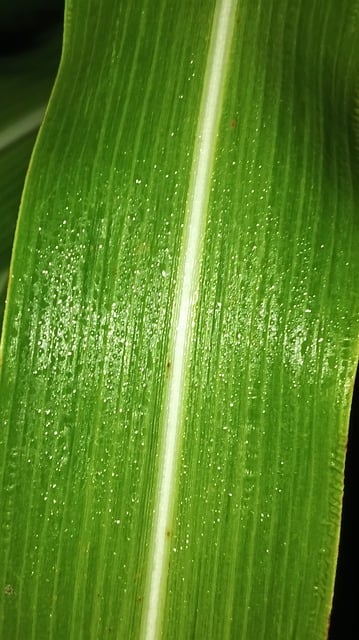 Free Leaf Green illustration and picture