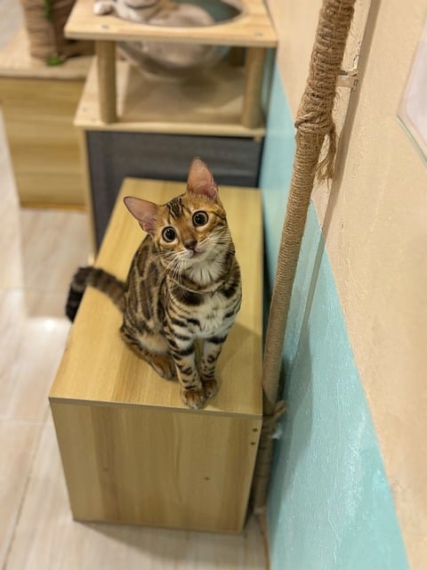 Free Cat Siamese Cat photo and picture