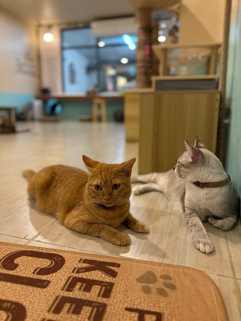 Free Siamese Cat Cat Cafe photo and picture