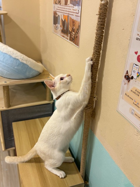 Free Cat Scratching photo and picture