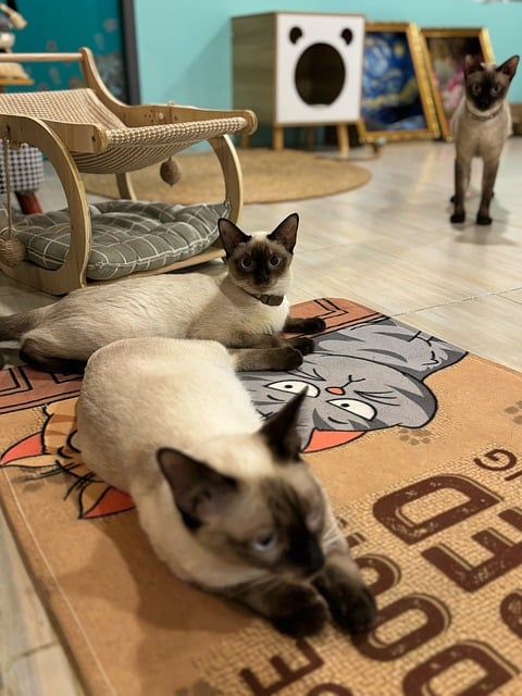 Free Cat Siamese Cat photo and picture