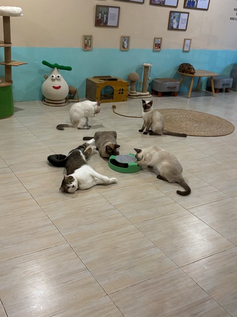 Free Cat Siamese Cat photo and picture