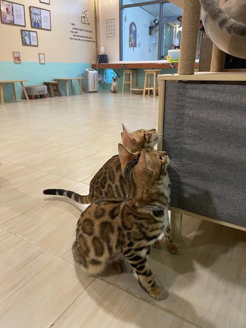 Free Siamese Cat Cat Cafe photo and picture