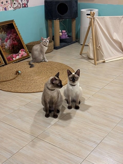 Free Cat Café Siamese Cat photo and picture