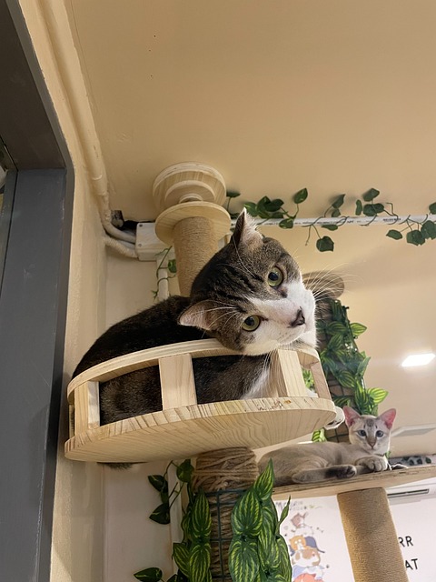 Free Siamese Cat Cat Cafe photo and picture