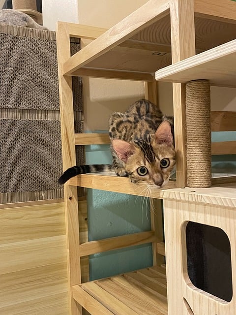 Free Cat Bengal Cat photo and picture
