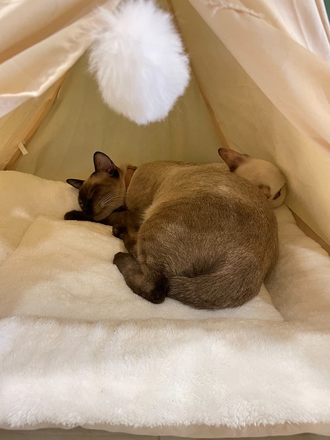 Free Siamese Cat Cat Cafe photo and picture