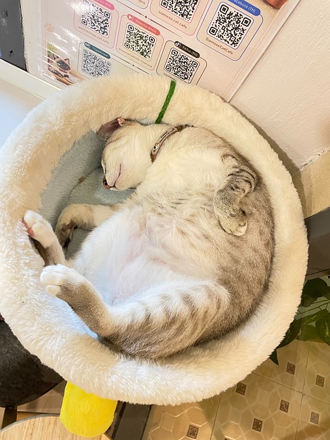 Free Siamese Cat photo and picture