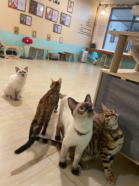 Free Siamese Cat Cat Cafe photo and picture