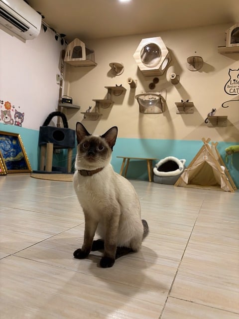 Free Siamese Cat Cat Cafe photo and picture