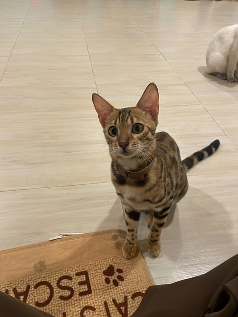 Free Bengal Cat Pet photo and picture