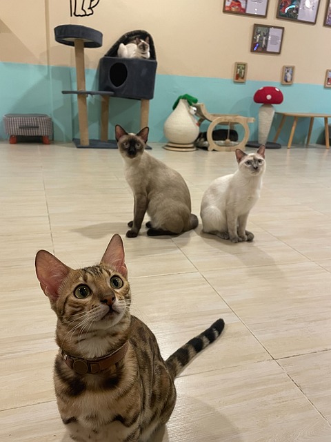 Free Cat Siamese Cat photo and picture