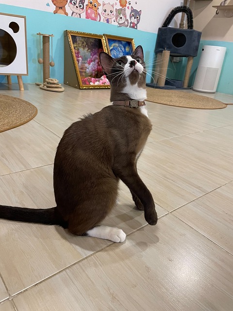 Free Cat Room photo and picture