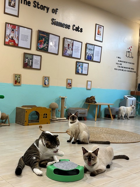 Free Cat Siamese Cat photo and picture