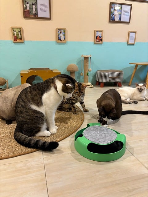 Free Cats Interactive Toy photo and picture