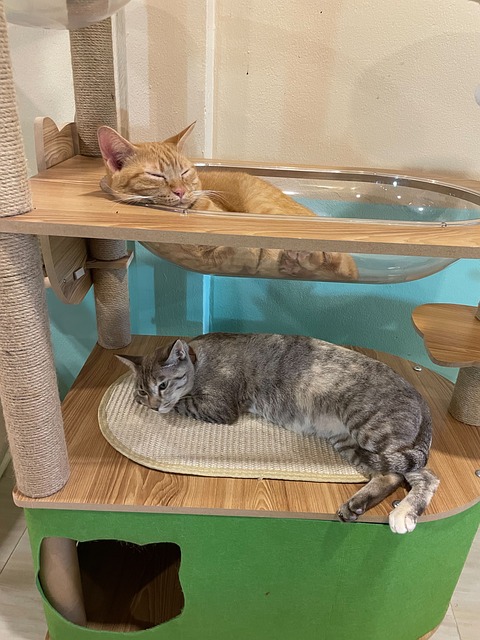 Free Siamese Cat Cat Cafe photo and picture
