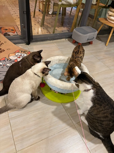 Free Cat Cafe Siamese Cat photo and picture