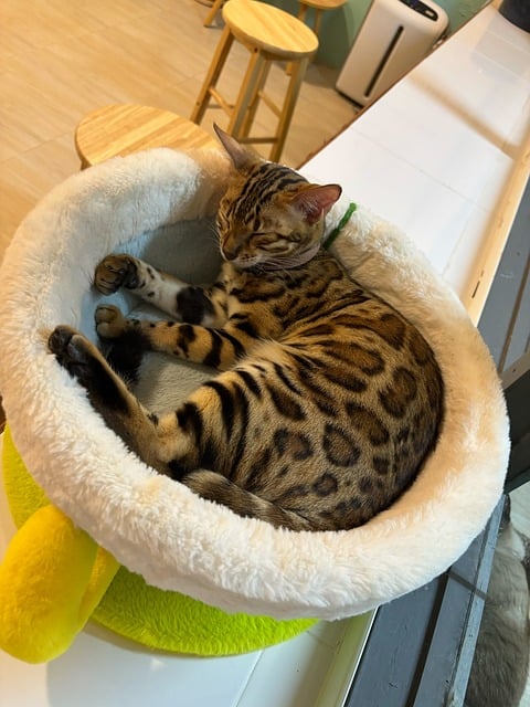 Free Cat Bengal Cat photo and picture