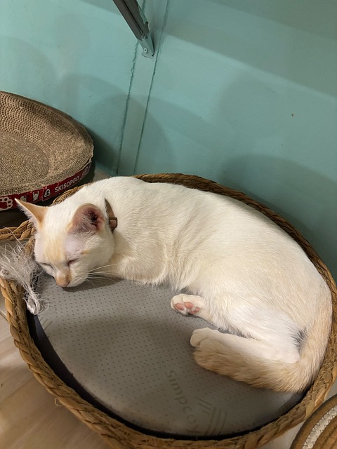 Free Siamese Cat Cafe photo and picture