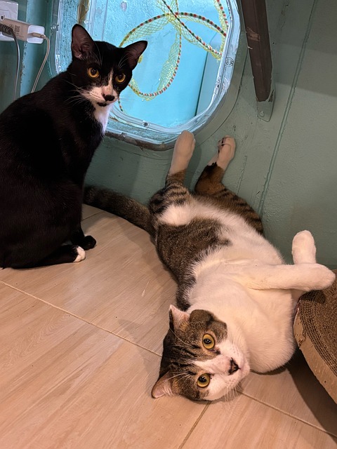 Free Siamese Cat Cat Cafe photo and picture