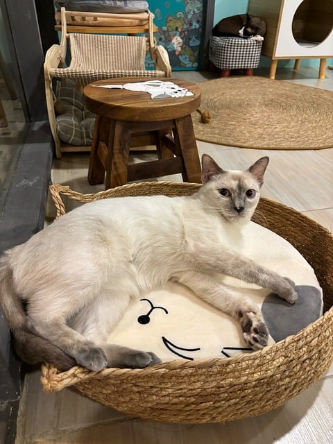 Free Cat Siamese Cat photo and picture