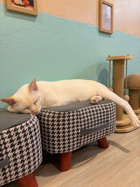 Free Siamese Cat photo and picture