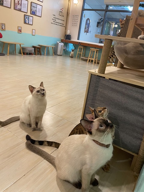 Free Cat Siamese Cat photo and picture