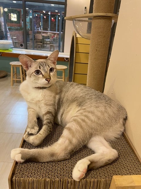 Free Cat Cafe Siamese Cat photo and picture