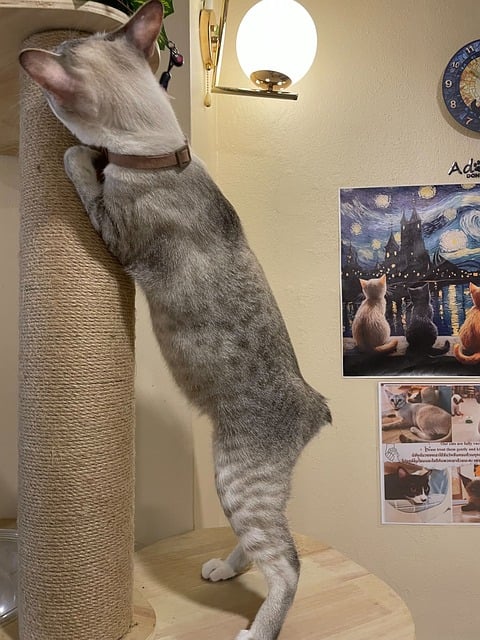 Free Siamese Cat Cat Cafe photo and picture