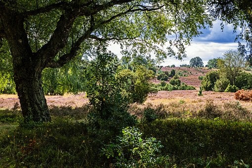 Strom, Les, Krajina, Heathland, Křoví