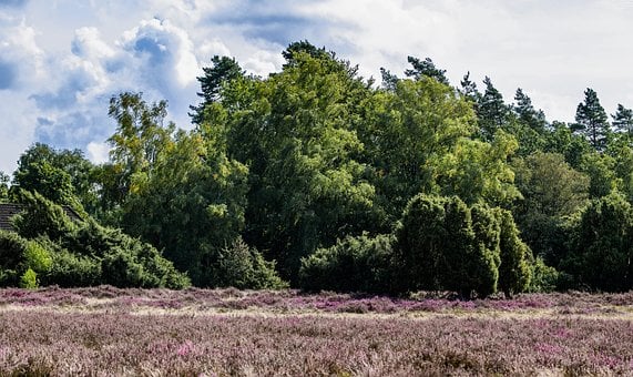 Landskab, Træer, Skov, Lyng, Blomstrer