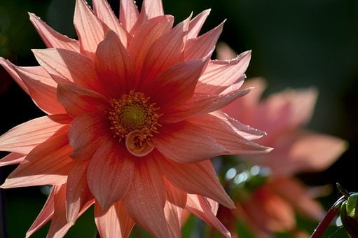 Dahlia, Lyserød, Blomst, Natur
