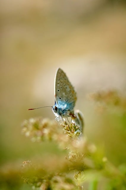 Schmetterling, Insekt, Sommer, Natur