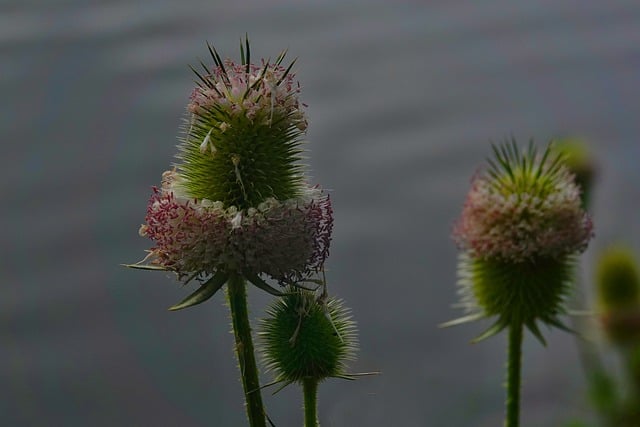 Distel, Makro, Natur, Sommer, Pflanze