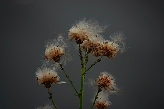 Blume, Pflanze, Samen, Trocken, Natur