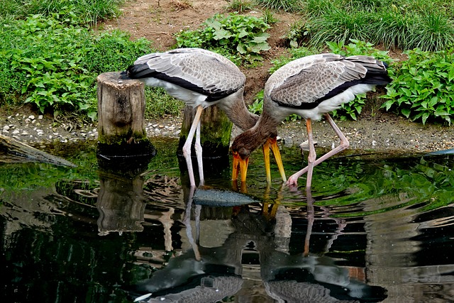 Vögel, Duo, Fauna, Landschaft