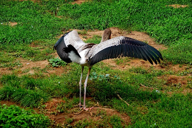 Vogel, Beweging, Fauna, Vleugels
