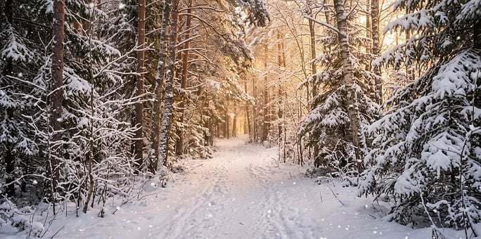 Free Forest Winter photo and picture