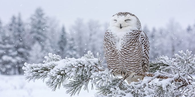 Free Owl Snowy Owl photo and picture