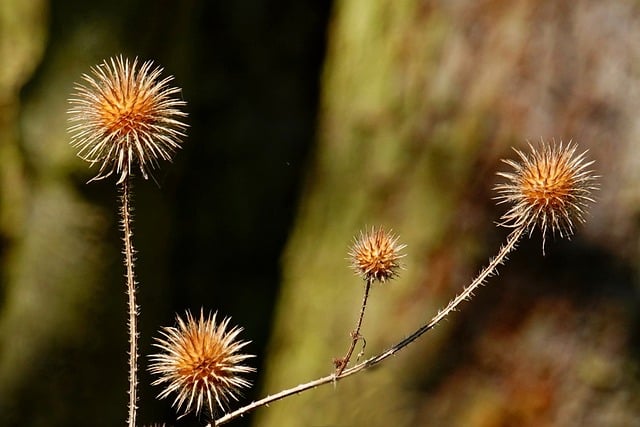 Pflanze, Distel, Flora, Monochrom