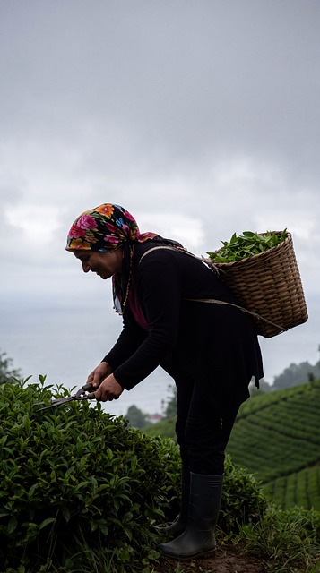 Free Farming Tea Plantation illustration and picture