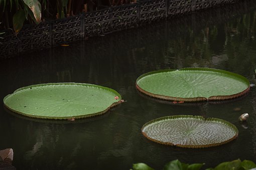 Nenúfar Gigante, Estanque