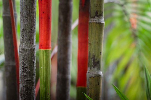 Bambú, Tallos De Bambú Rojo