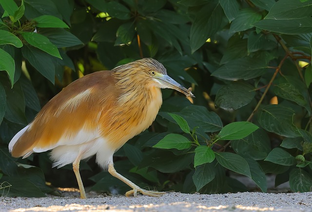 Vogel, Natur, Reiher, Tier, Jagd