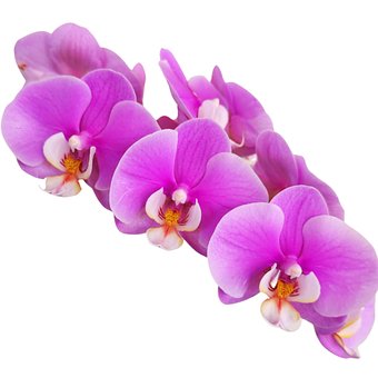Blomster, Orkideer, Lilla, Dekoration