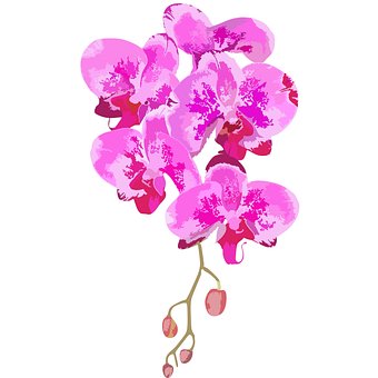 Pink Orkidé, Blomst, Natur, Dekoration