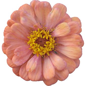 Blomst, Zinnia, Lyserød, Gul Kerne