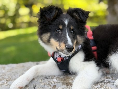 Cachorro, Arnés Azul, Lindo, Césped