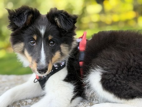 Cachorro, Perro Pastor De Shetland